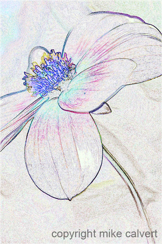 Invglo version of yellow orange annual dahlia picture